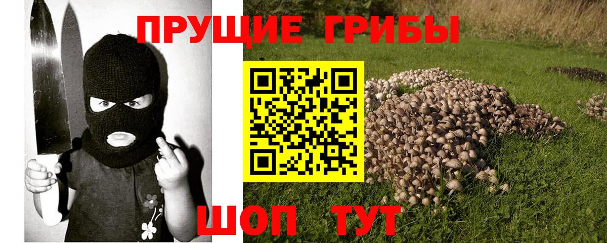 Галлюциногенные грибы Psilocybine cubensis  Вход с VPN  Шадринск  Галлюциногенные грибы мицелий 
